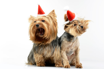 Two adorable Yorkshire Terrier wearing red, funny hats