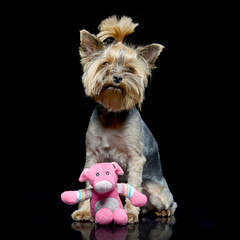 An adorable Yorkshire Terrier with a pink stuffed animal