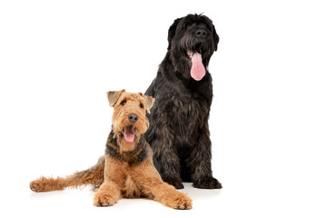 Studio shot of an adorable Airedale terrier and a Black Russian Terrier