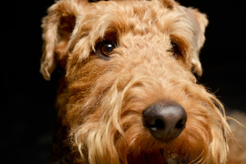 Fototapeta premium Portrait of an adorable Airedale terrier