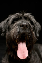 Portrait of an adorable Black Russian Terrier