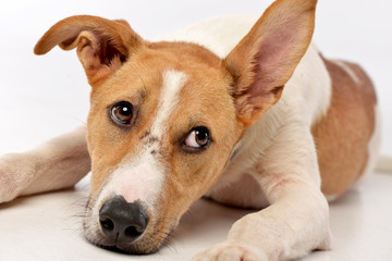 Studio shot of an adorable mixed breed dog