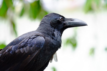 Close up a single raven sitting on the tree branch with green nature background at the park