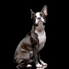 Studio shot of an adarable Boston terrier