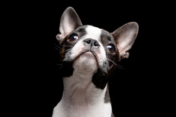 Portrait of an adarable Boston terrier