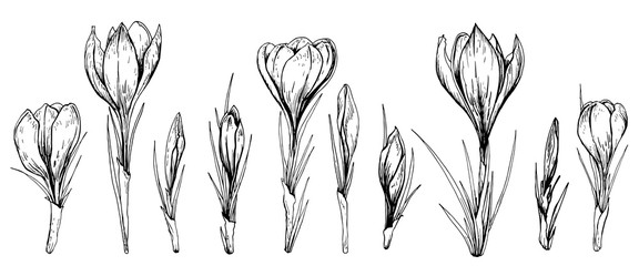 Set of spring crocus flowers. Hand drawn vector illustration.