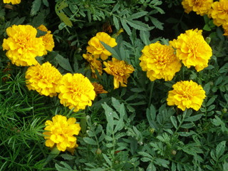 Orange marigold flowers in a garden.