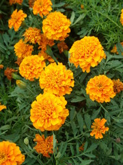 Orange marigold flowers in a garden.