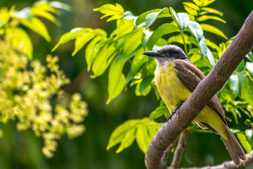 bird kiskadee