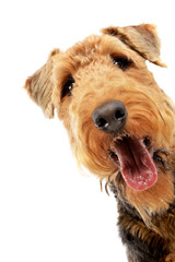 Portrait of an adorable Airedale terrier