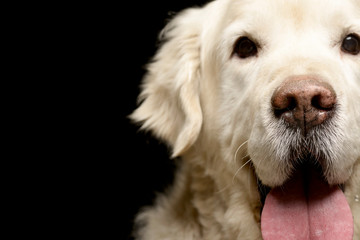 Portrait of an adorable Golden Retriever