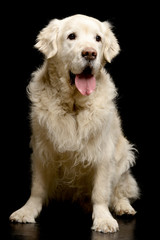 Studio shot of an adorable Golden Retriever