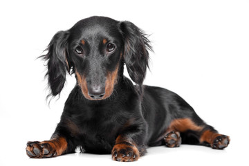 Studio shot of an adorable Dachshund