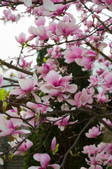Beautiful spring background with magnolia tree in full bloom