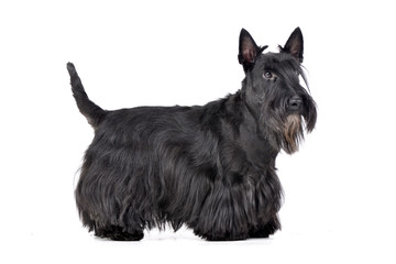Studio shot of an adorable Scottish terrier