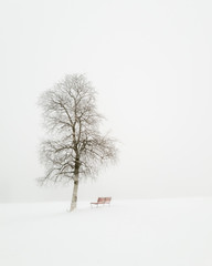 Winter tree and a bench