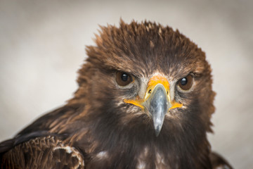 Águila real con un gran pico y ojos penetrantes majestuosa y potente