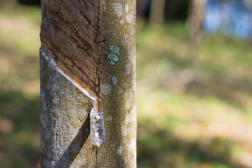 Rubber tree and bowl filled with latex.Collecting Organic Rubber From A Tree In South East Asia