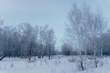 winter forest