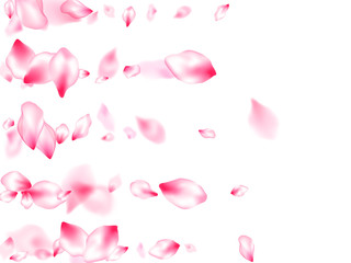 Pink sakura petals confetti flying and falling
