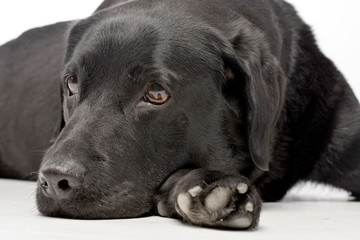 Studio shot of an adorable Labrador retriever