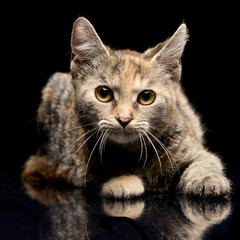 Studio shot of an adorable cat