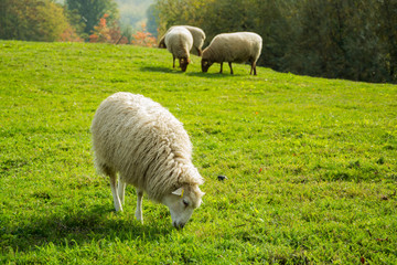 Farm with meny sheeps on green meadow 