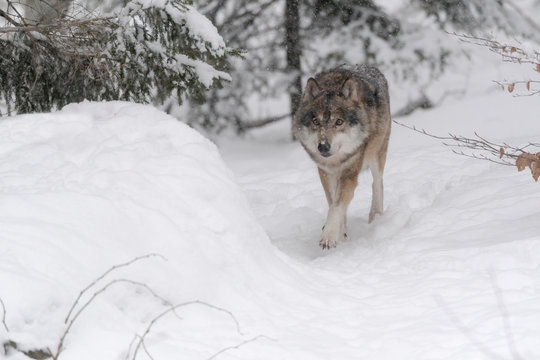 Wolfswinter.