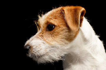 Portrait of an adorable Jack Russell Terrier