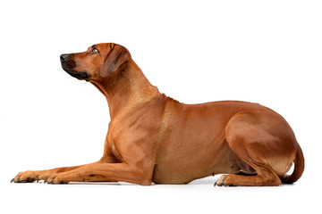 Studio shot of an adorable Rhodesian ridgeback