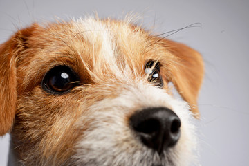 Portrait of an adorable Jack Russell Terrier