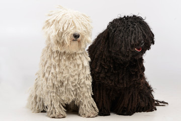 Studio shot of two adorable Puli