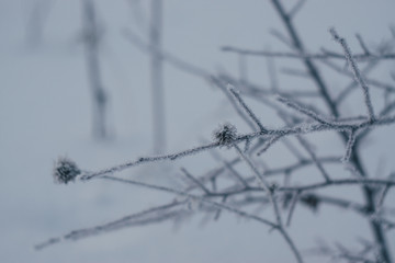 plants in frost