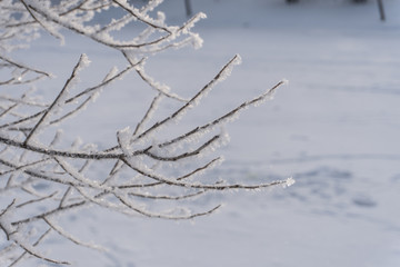 Branches in snow