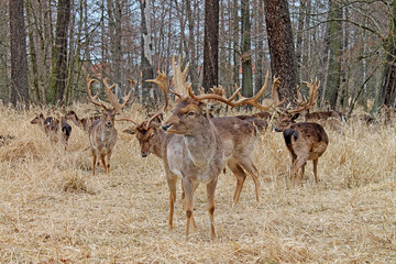 Herd of deer in the forest close up. Czech Republic, Europe.