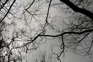 Winter Baum Ast Zweige
