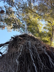 Bajo el Arbol