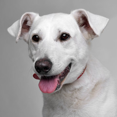 Obraz premium Studio shot of an adorable mixed breed dog