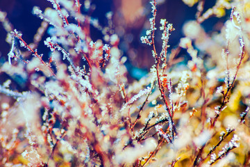 winter, frost
