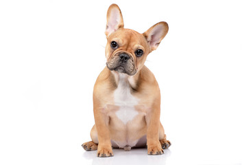 Studio shot of an adorable French bulldog