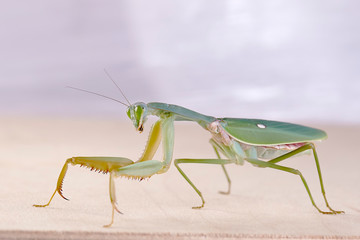 Giant Malaysian shield praying mantis Rhombodera Basalis resting on a tree