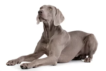 Deurstickers Studio shot of an adorable Weimaraner © kisscsanad