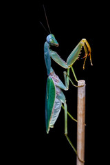 Giant Malaysian shield praying mantis Rhombodera Basalis resting on a tree