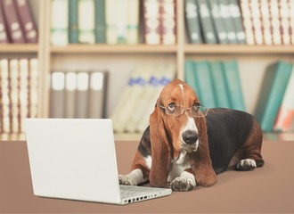 Basset Hound Using a Laptop Computer and Wearing Glasses