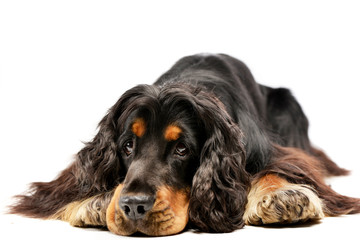 Studio shot of an adorable English Cocker Spaniel