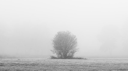 Drzewo we mgle