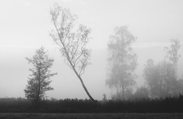 Obraz na płótnie Canvas Drzewa we mgle