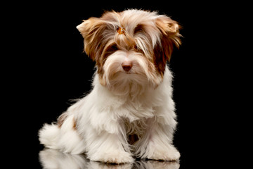 Studio shot of a cute Biewer Yorkshire Terrier puppy