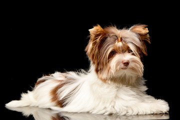 Studio shot of a cute Biewer Yorkshire Terrier puppy