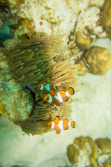 Naklejka na ściany i meble Anemone orange white fish in coral reef